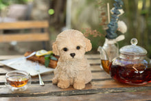 Load image into Gallery viewer, SoReal - Labradoodle
