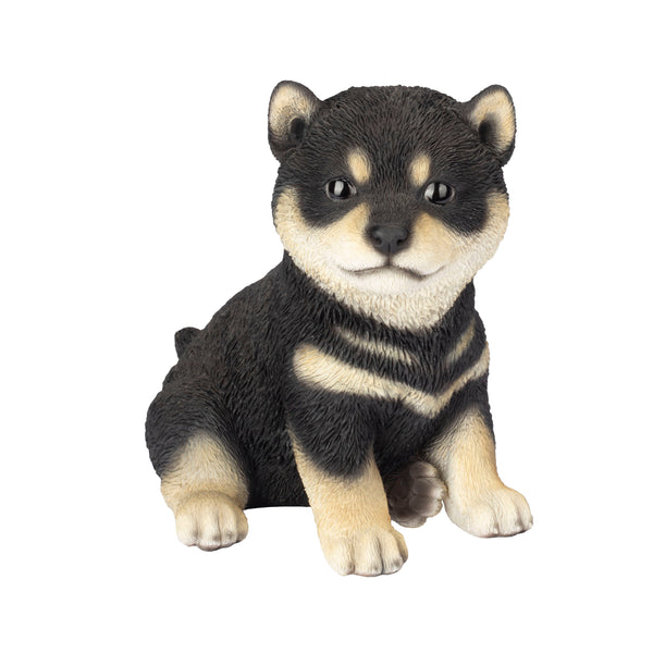 SoReal - Shiba