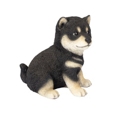 Load image into Gallery viewer, SoReal - Shiba
