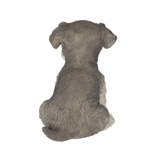 Load image into Gallery viewer, SoReal - Schnauzer
