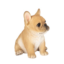 Load image into Gallery viewer, SoReal - French Bulldog
