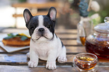 Load image into Gallery viewer, SoReal - French Bulldog
