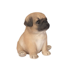 Load image into Gallery viewer, SoReal - Pug
