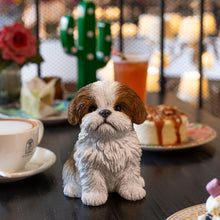 Load image into Gallery viewer, SoReal - Shih Tzu Sitting
