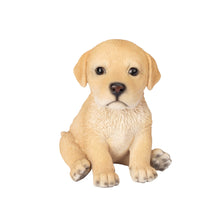 Load image into Gallery viewer, SoReal - Labrador
