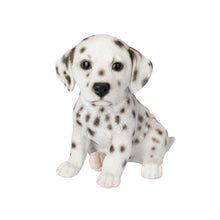 Load image into Gallery viewer, SoReal - Dalmatian
