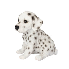 Load image into Gallery viewer, SoReal - Dalmatian
