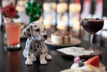 Load image into Gallery viewer, SoReal - Dalmatian
