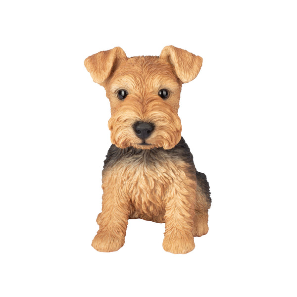 SoReal - Welsh Terrier