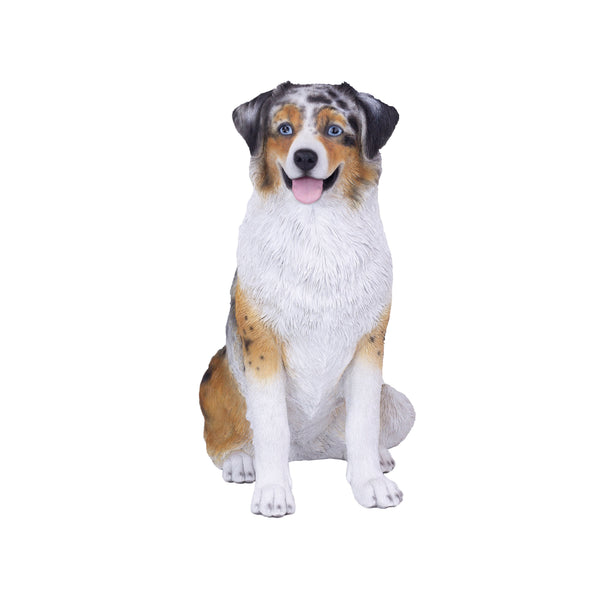 SoReal - Australian Shepherd