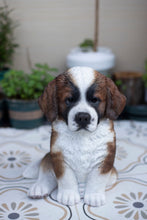 Load image into Gallery viewer, SoReal - Saint Bernard
