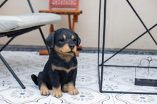Load image into Gallery viewer, SoReal - Rottweiler
