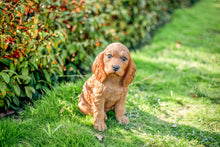 Load image into Gallery viewer, SoReal: Brown Cockapoo
