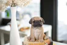 Load image into Gallery viewer, SoReal - Baby Pug Brown
