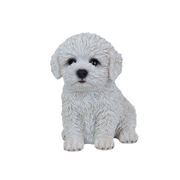 SoReal - Baby Bichon Frise