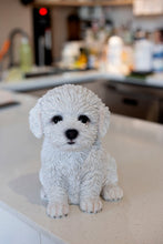 Load image into Gallery viewer, SoReal - Baby Bichon Frise
