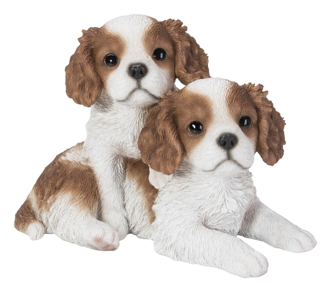 KING CHARLES PUPPIES SITTING