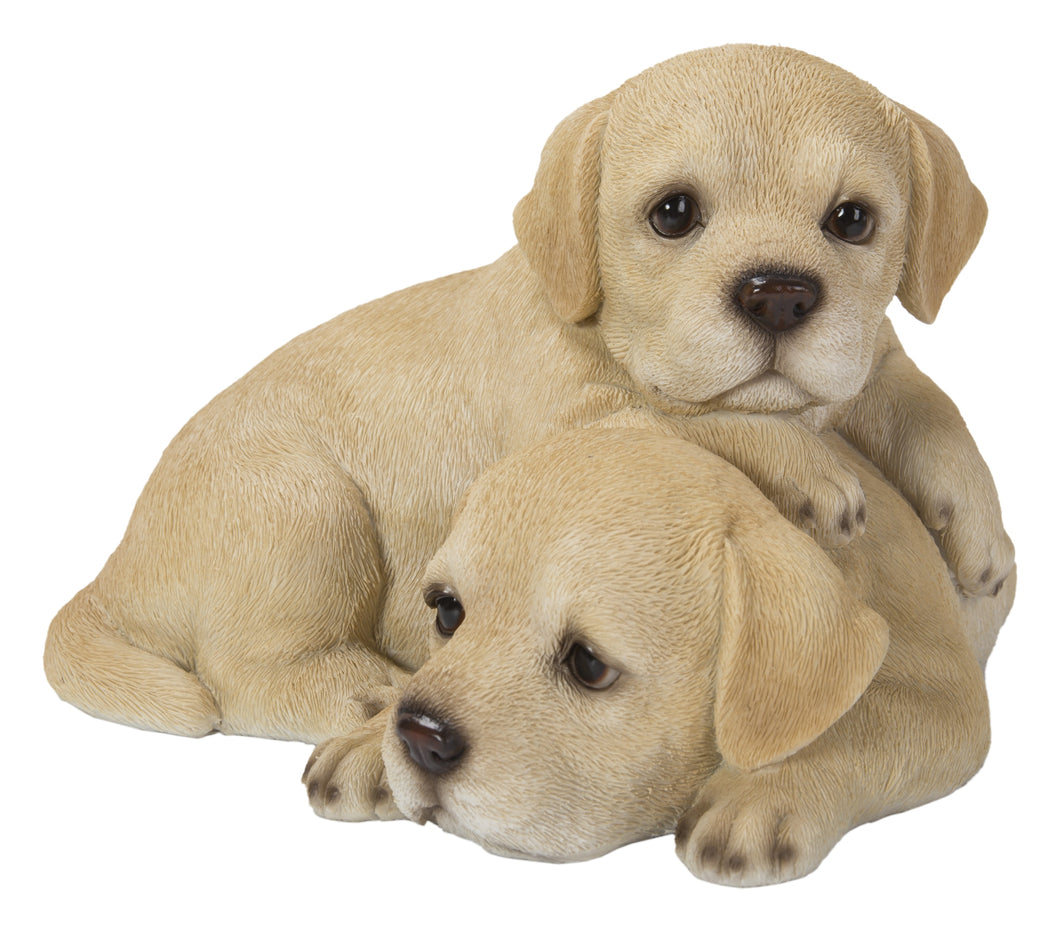 BABY LABRADORS PLAYING