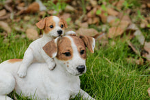 Load image into Gallery viewer, 87638-A - MOTHER &amp; BABY JACK RUSSELL
