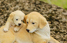 Load image into Gallery viewer, 87638-B - MOTHER &amp; BABY LABRADOR
