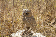 Load image into Gallery viewer, 87650-O - TRUMPET OWL -DRIFTWOOD LOOK-
