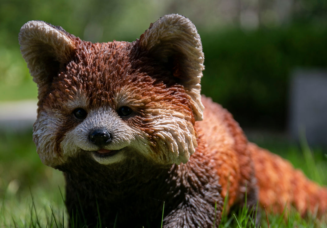 87656 - RED PANDA CUB WALKING