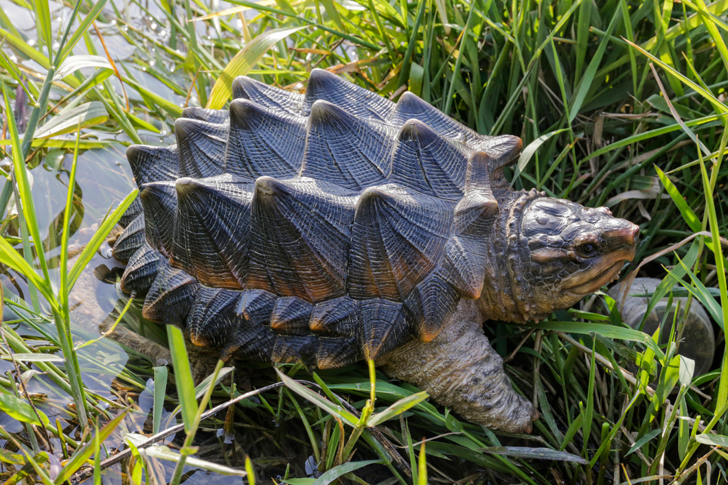 87658 - SNAPPING TURTLE STATUE (HI-LINE EXCLUSIVE)