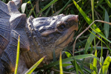 Load image into Gallery viewer, 87658 - SNAPPING TURTLE STATUE (HI-LINE EXCLUSIVE)
