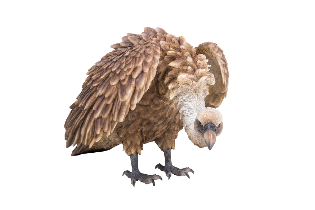 VULTURE-MEDIUM