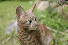 Load image into Gallery viewer, 87674 - SITTING BENGAL CAT
