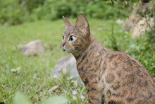 Load image into Gallery viewer, 87674 - SITTING BENGAL CAT
