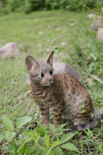 Load image into Gallery viewer, 87674 - SITTING BENGAL CAT
