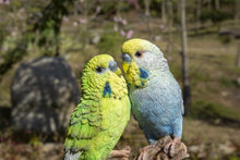 Load image into Gallery viewer, 87675-F - MOTION ACTIVATED SINGING COUPLE BUDGERIGAR ON STUMP
