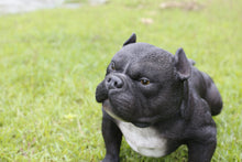 Load image into Gallery viewer, 87678-B - WALKING BULLY DOG - BLACK
