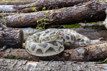 Load image into Gallery viewer, 87680-A - PYTHON CURLED UP
