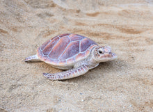 Load image into Gallery viewer, 87683-A - SEA TURTLE-LARGE
