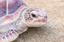 Load image into Gallery viewer, 87683-A - SEA TURTLE-LARGE
