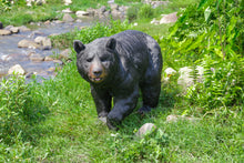 Load image into Gallery viewer, 87684-B - BLACK BEAR WALKING
