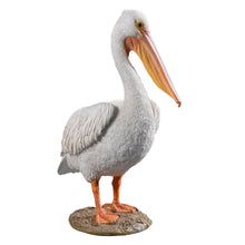 Load image into Gallery viewer, SoReal - Pelican

