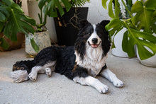 Load image into Gallery viewer, 87689-A - LYING BORDER COLLIE
