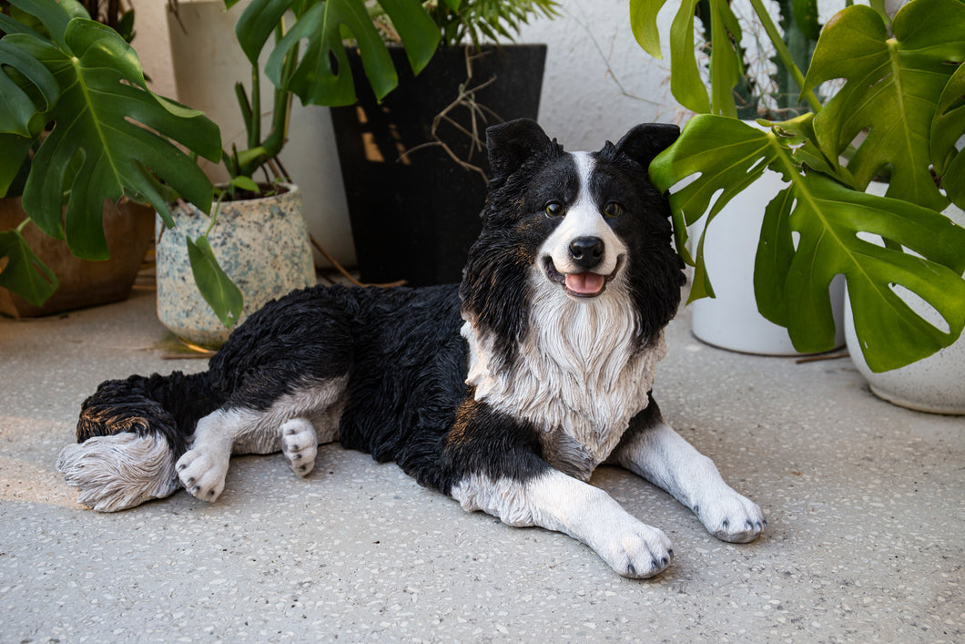 87689-A - LYING BORDER COLLIE