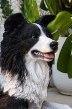 Load image into Gallery viewer, 87689-A - LYING BORDER COLLIE
