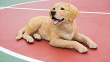 Load image into Gallery viewer, 87690 - DOG-LABRADOR RETRIEVER LYING DOWN - YELLOW
