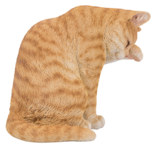 Load image into Gallery viewer, 87698-A - CAT-AMERICAN SHORTHAIR WASHING - ORANGE TABBY
