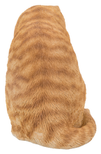 Load image into Gallery viewer, 87698-A - CAT-AMERICAN SHORTHAIR WASHING - ORANGE TABBY
