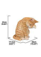 Load image into Gallery viewer, 87698-A - CAT-AMERICAN SHORTHAIR WASHING - ORANGE TABBY
