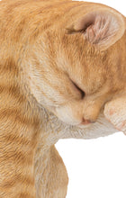 Load image into Gallery viewer, 87698-A - CAT-AMERICAN SHORTHAIR WASHING - ORANGE TABBY
