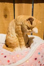 Load image into Gallery viewer, 87698-A - CAT-AMERICAN SHORTHAIR WASHING - ORANGE TABBY
