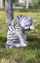 Load image into Gallery viewer, 87698-B - CAT-AMERICAN SHORTHAIR WASHING - GREY TABBY
