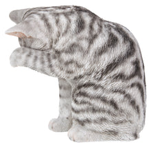 Load image into Gallery viewer, 87698-B - CAT-AMERICAN SHORTHAIR WASHING - GREY TABBY
